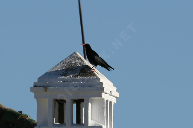 Red-billed Chough