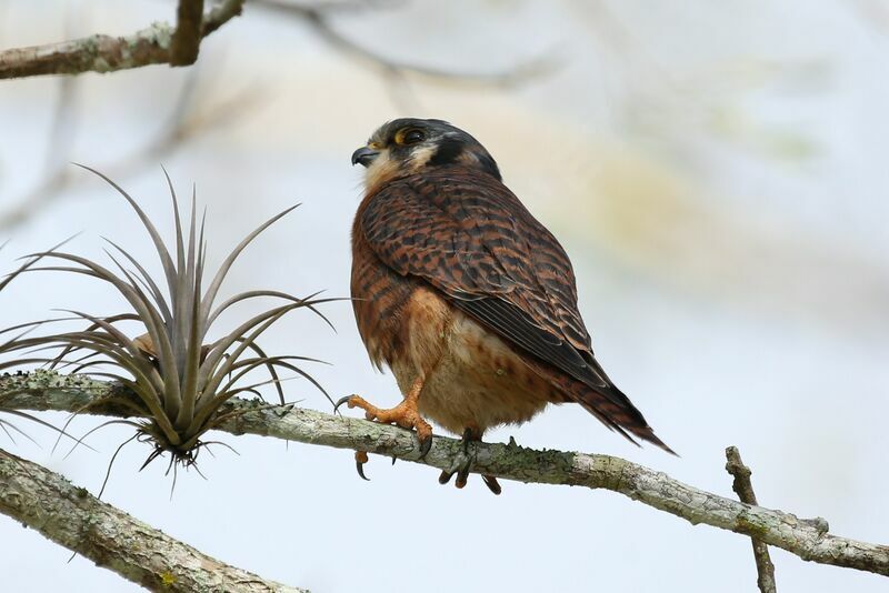 American Kestrel