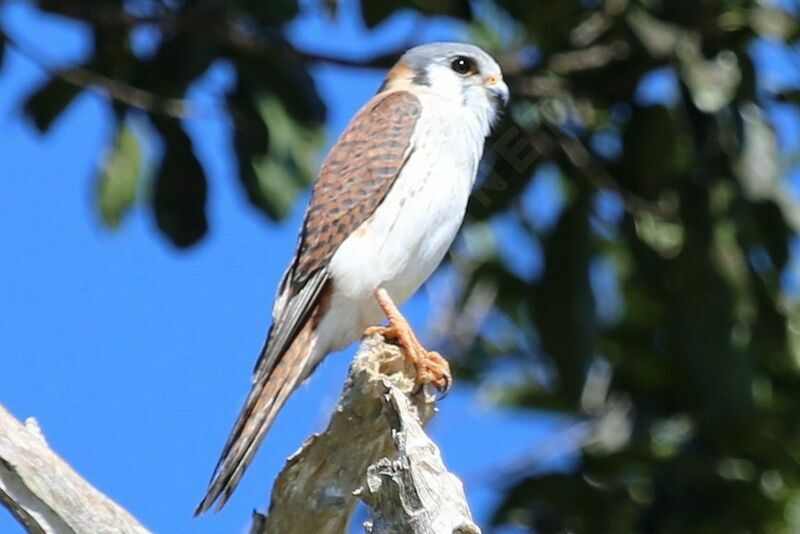 American Kestrel