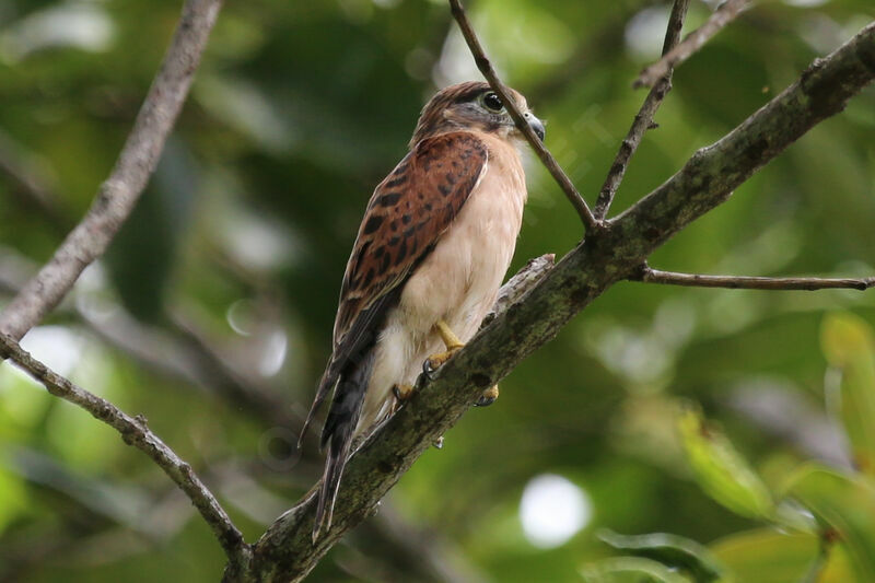 Seychelles Kestrel