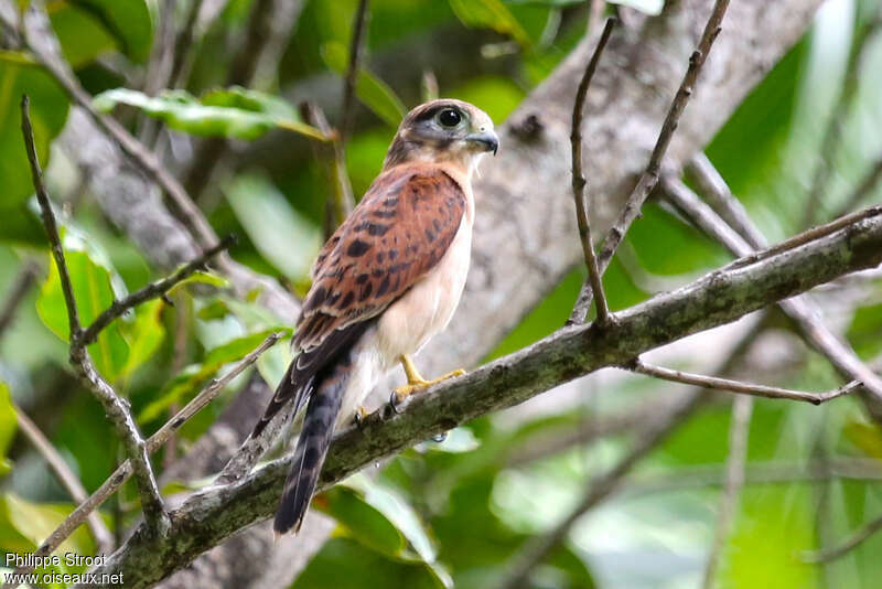 Seychelles Kestrel