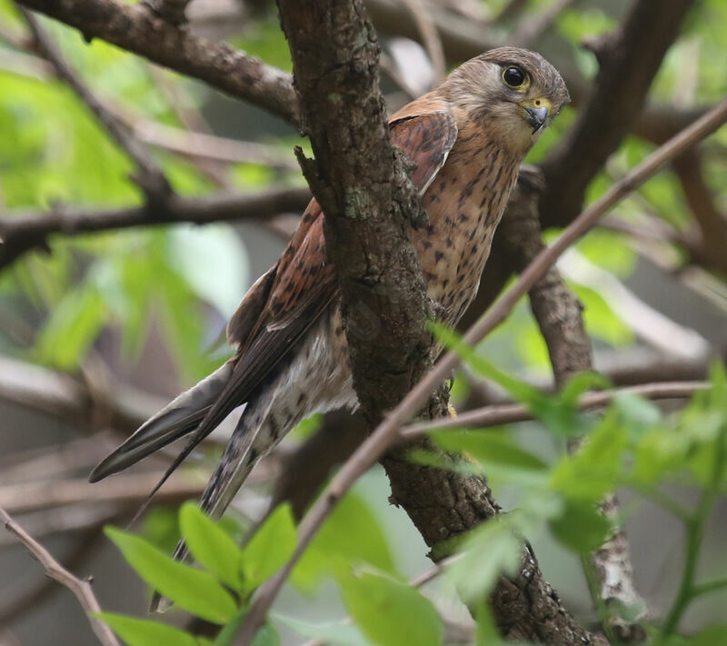 Malagasy Kestrel