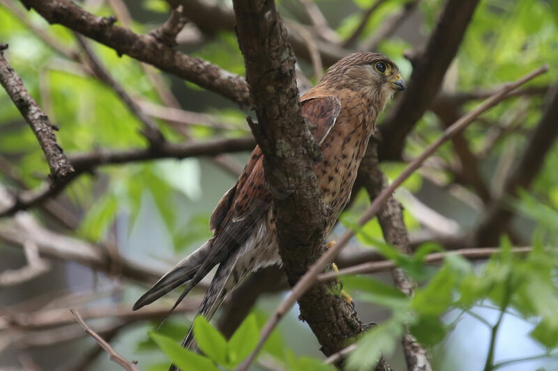 Malagasy Kestrel