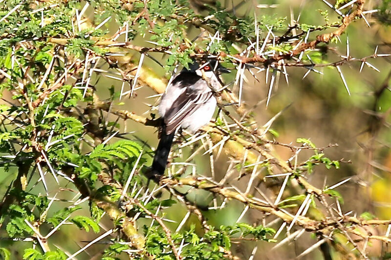 Black-backed Puffback