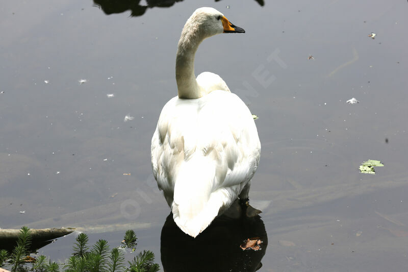 Whooper Swan