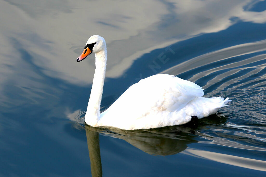 Mute Swan