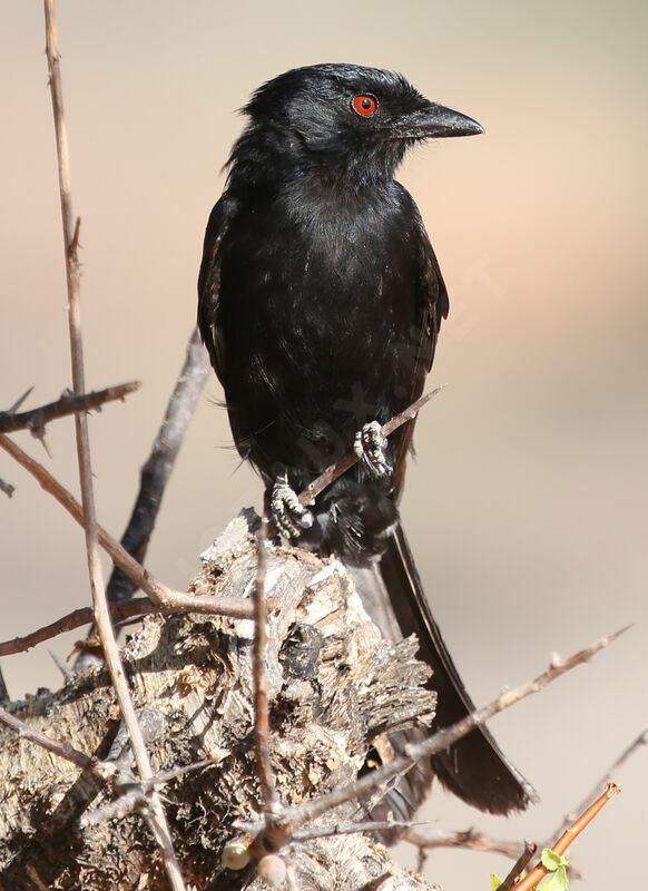 Fork-tailed Drongo