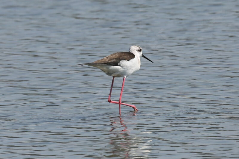 Black-winged Stilt