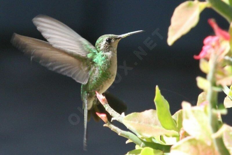 Cuban Emerald female