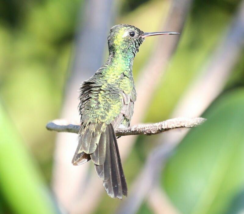 Cuban Emerald