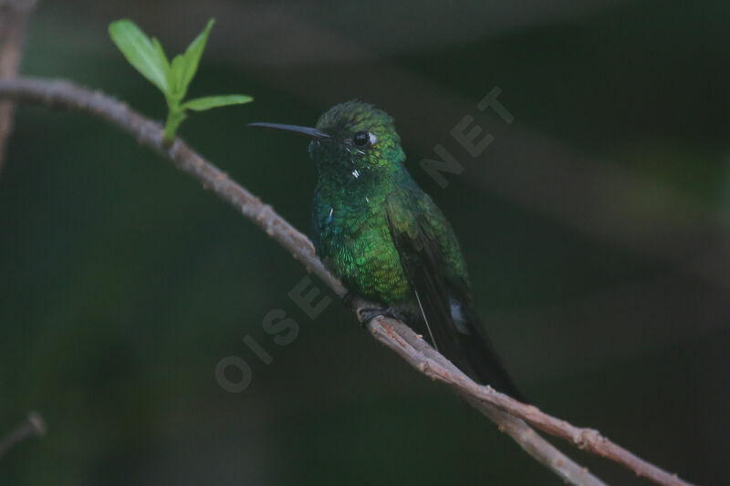 Cuban Emerald