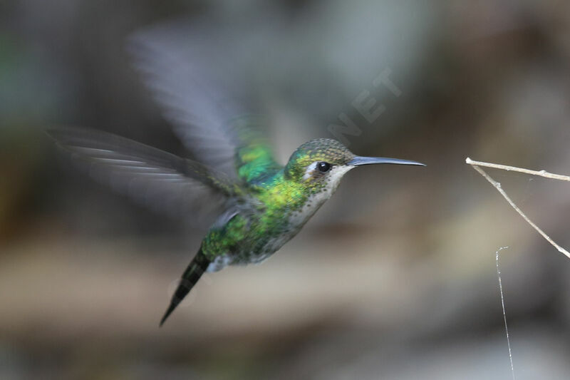 Cuban Emerald