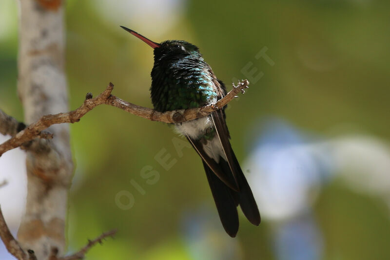 Cuban Emerald