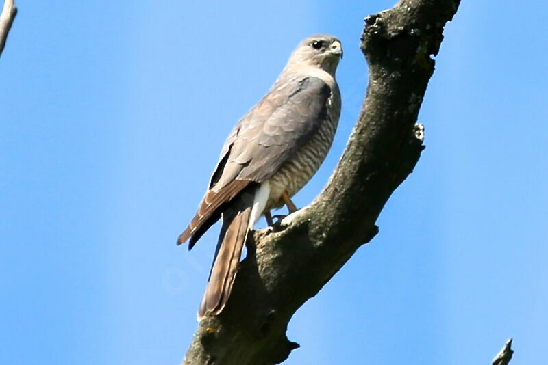 Levant Sparrowhawk