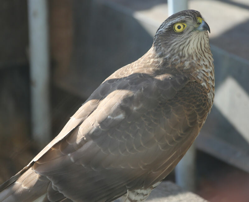 Eurasian Sparrowhawk