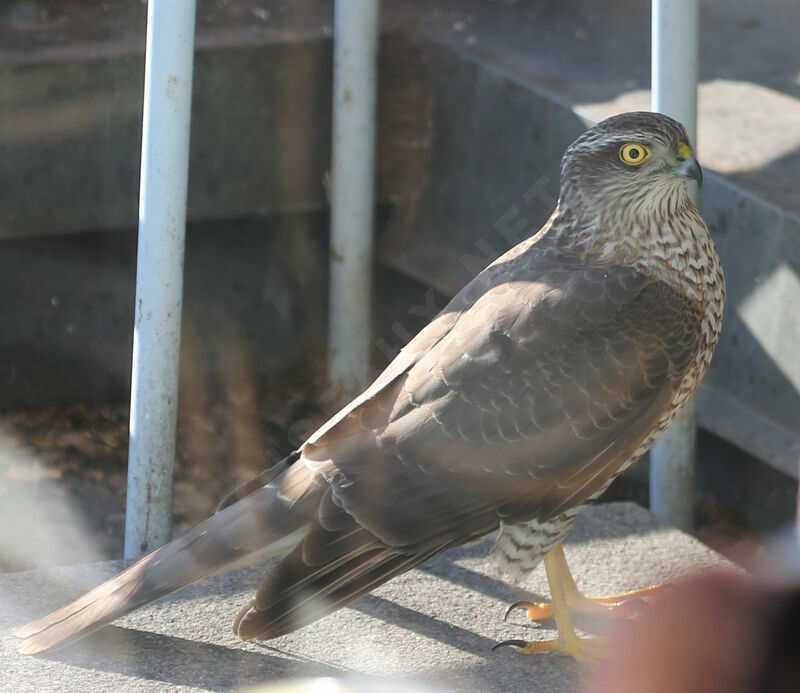 Eurasian Sparrowhawk