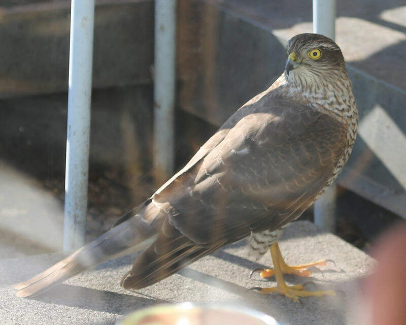 Eurasian Sparrowhawk