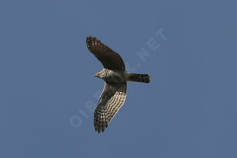 Eurasian Sparrowhawk