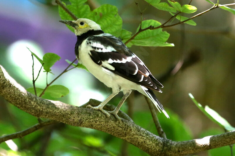 Black-collared Starling