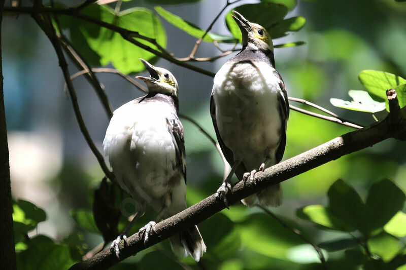 Black-collared Starling