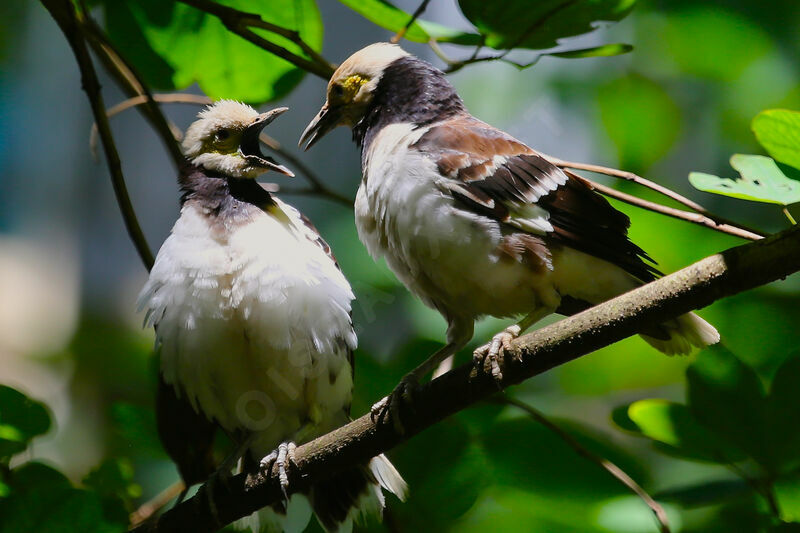 Black-collared Starling