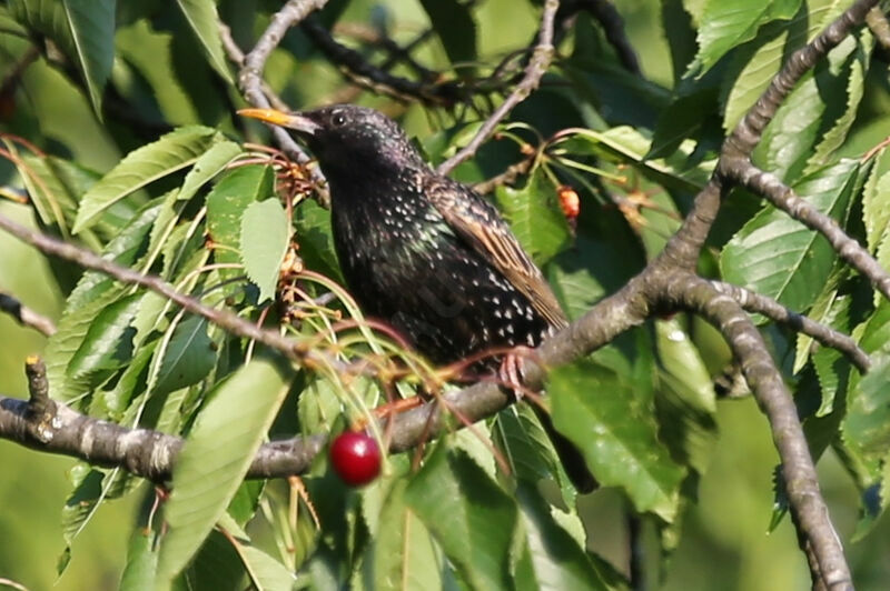 Common Starling