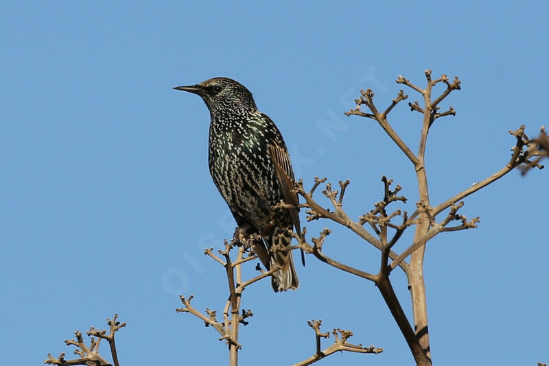 Common Starling