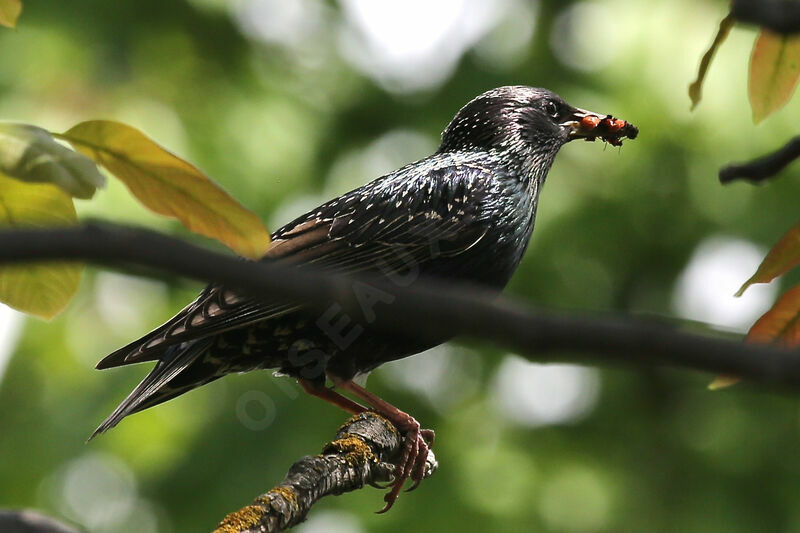 Common Starling