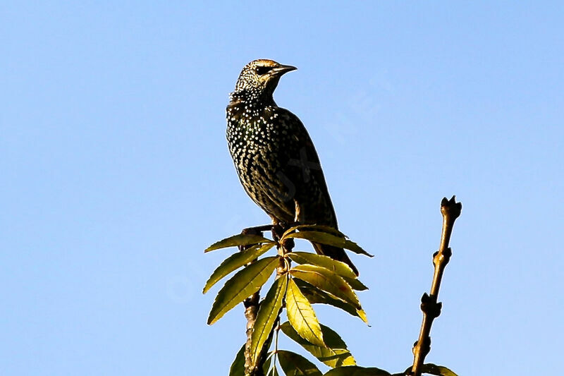 Common Starling