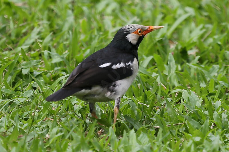 Siamese Pied Myna