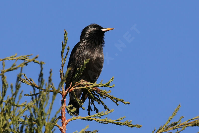 Spotless Starling