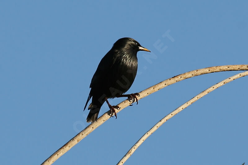 Spotless Starling