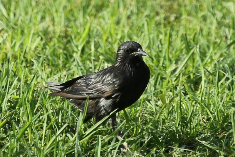 Spotless Starling