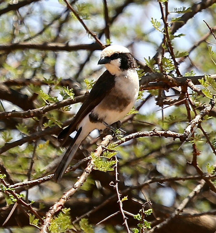 Northern White-crowned Shrike