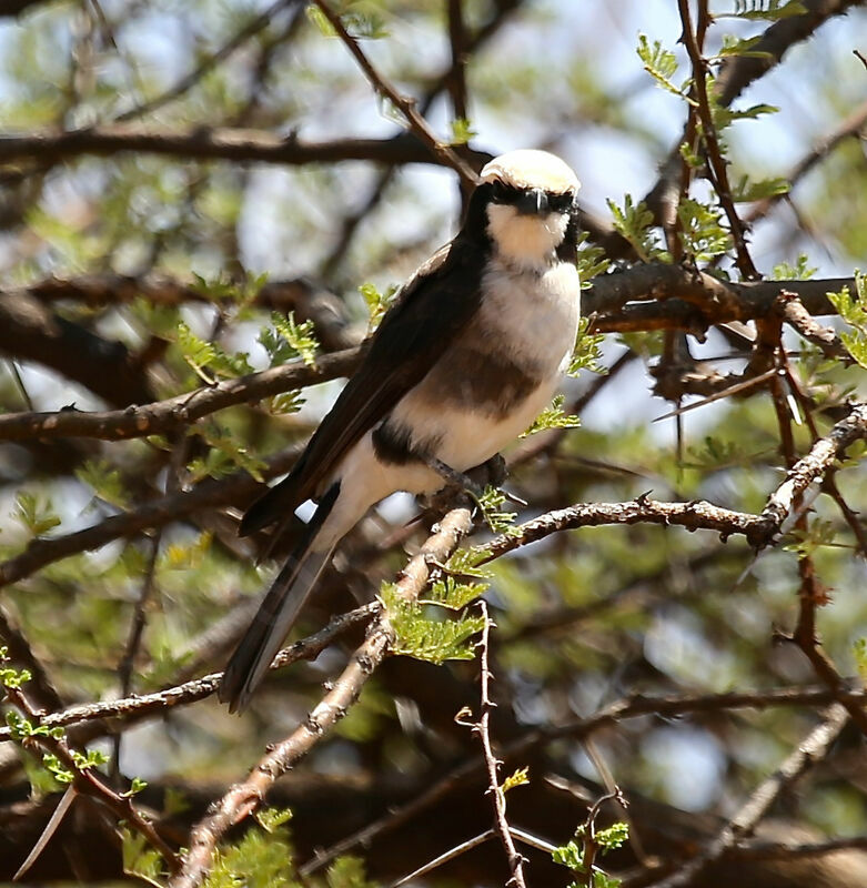 Northern White-crowned Shrike