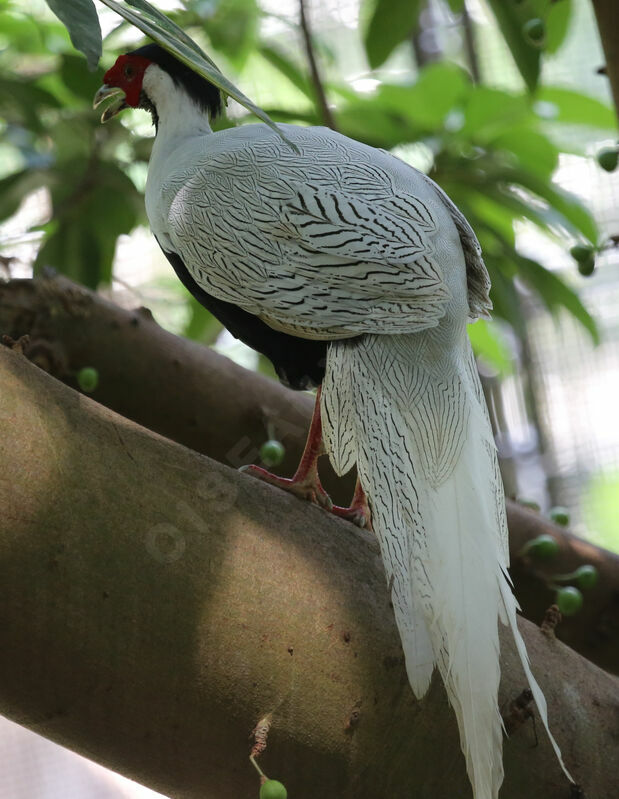 Silver Pheasant