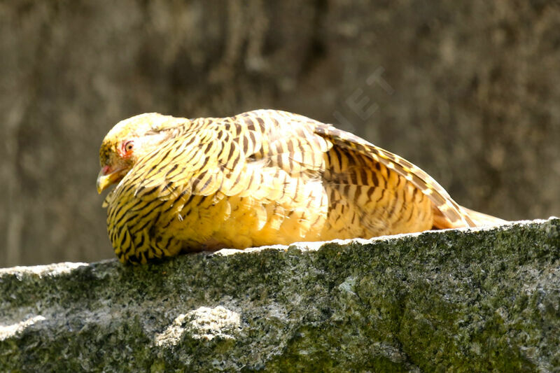 Golden Pheasant