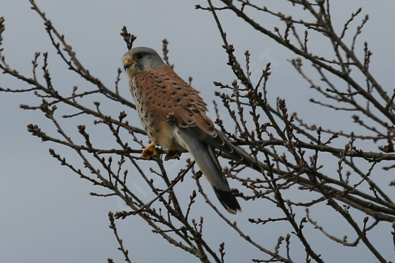 Faucon crécerelle