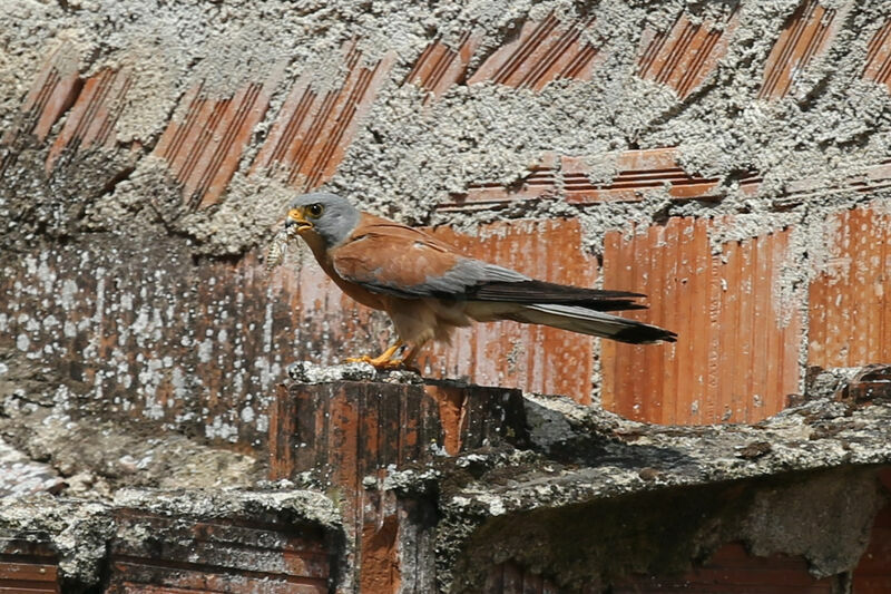 Faucon crécerellette