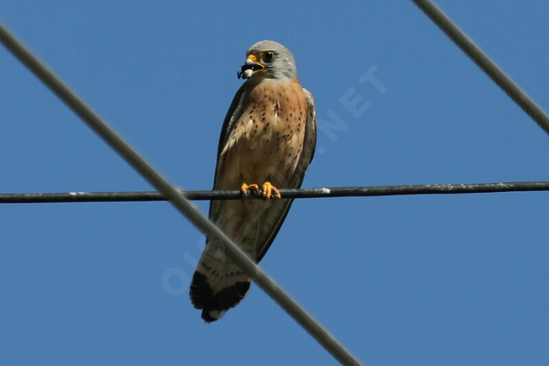 Lesser Kestrel