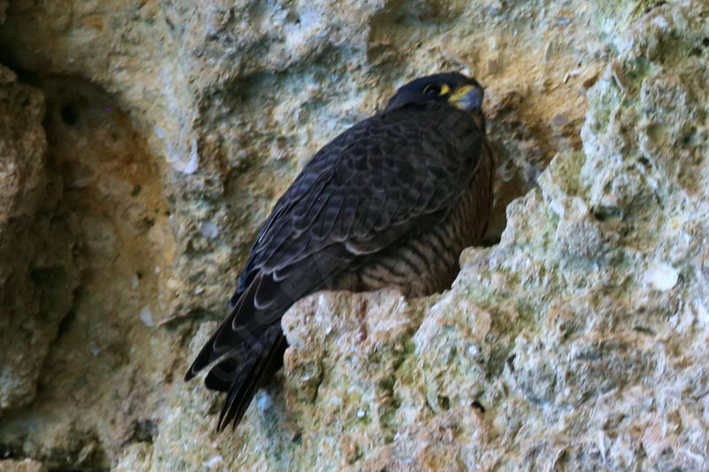 Peregrine Falcon