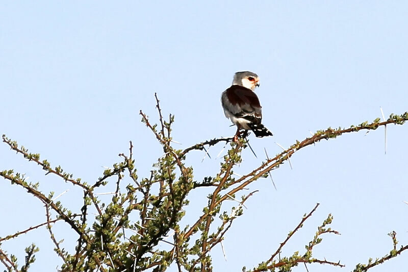 Fauconnet d'Afrique