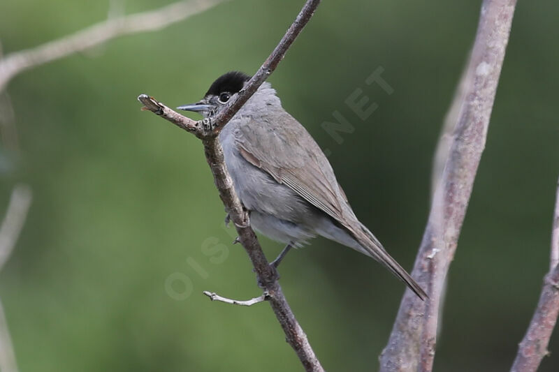 Eurasian Blackcap