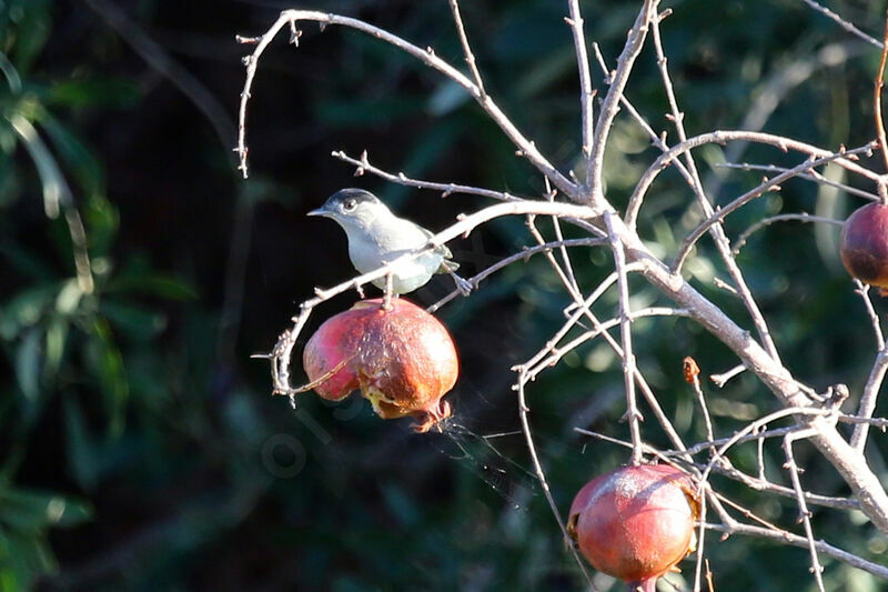 Eurasian Blackcap