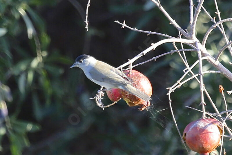 Eurasian Blackcap