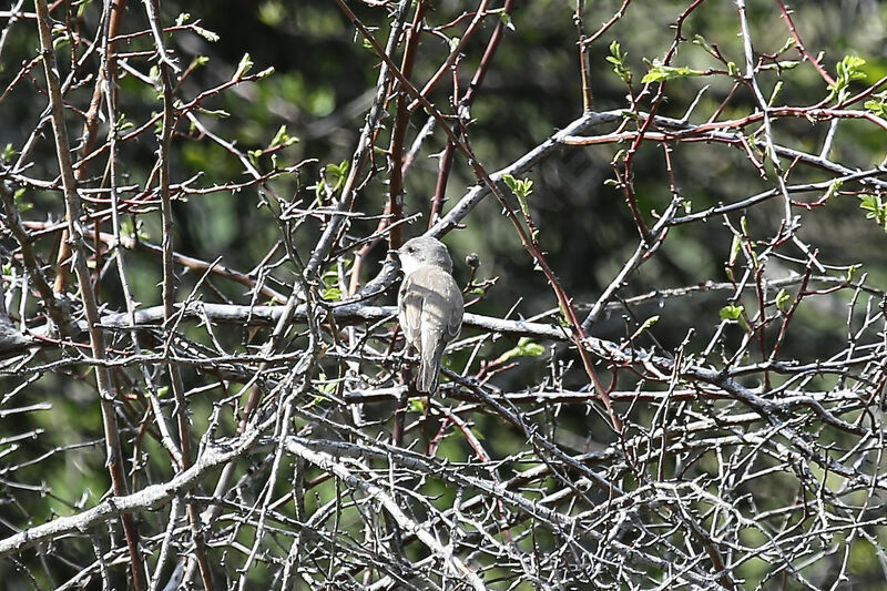 Lesser Whitethroat