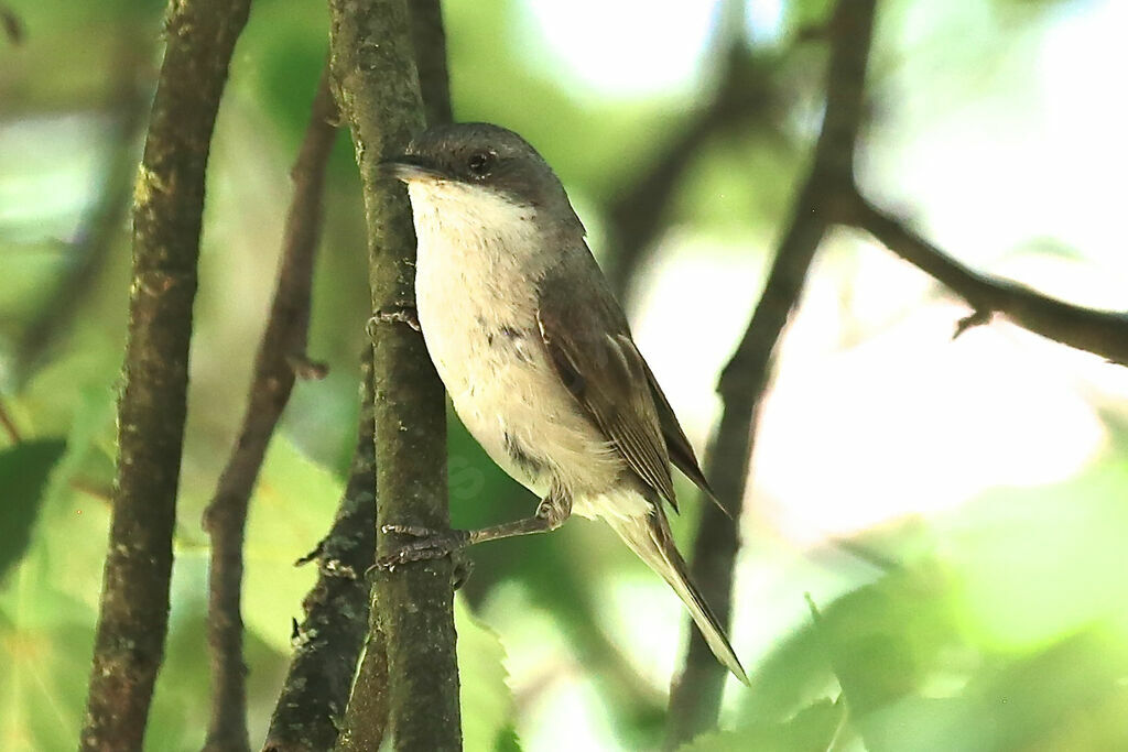 Lesser Whitethroat