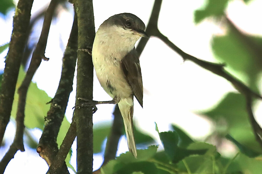 Lesser Whitethroat