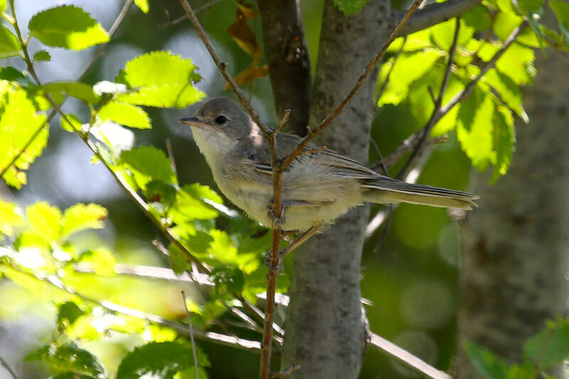 Common Whitethroat