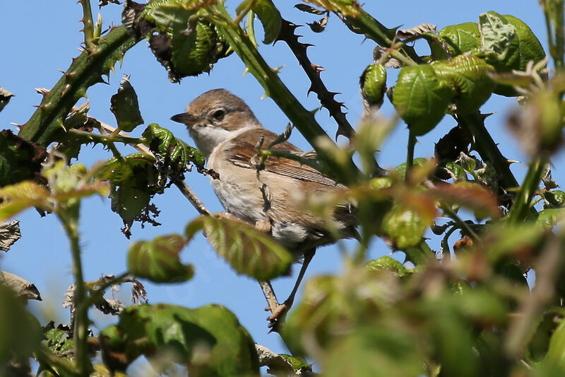 Common Whitethroat